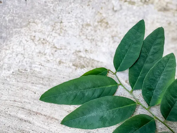 alt= daun katuk, nutrisi penting untuk ASI